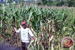 Kabupaten Bangka Tengah Galakkan Diversifikasi Pangan