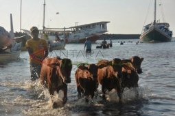 Sapi Madura