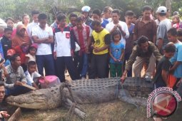 Buaya Jantan Mati Dipancing