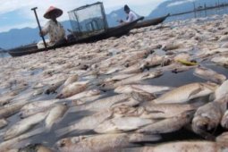 KKP : Kematian ikan akibat "umbalan" bisa diprediksi