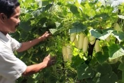 Petani Terbantu Budidaya Benih