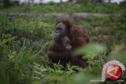 Pohon Pasak Bumi Terancam Punah
