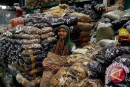 Akar Kayu Kuning Kalimantan Semakin Sulit Diperoleh