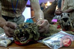 Perdagangan Satwa Dilindungi Masih Tinggi