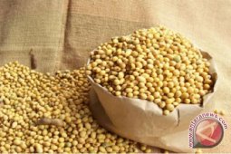 Stok Kacang Kedelai di Babel 102 Ton