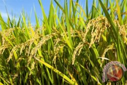 Aceh Utara Targetkan Produksi Padi 489 Ton