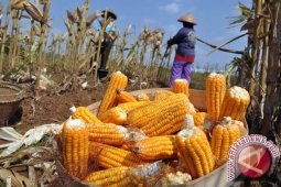 Stok Jagung di Babel 140 Ton