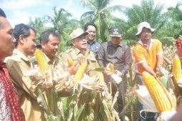 Jagung Rasau Jaya Primadona Malam Tahun Baru
