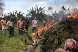 12.000 Bibit Sawit Ilegal Dimusnahkan di Paser