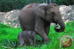 Ditemukan populasi gajah Sumatera di Aceh Barat