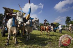 Festival Gerobak di Yogyakarta Sapi