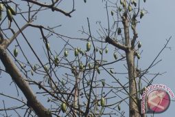 Limbah kapuk randu yang jadi incaran emak-emak Bekasi