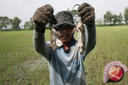 Tikus Raksasa Langka Ditemukan di Kutai Timur