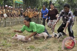Lomba Tangkap Babi