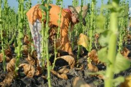 Harga Tembakau Krosok