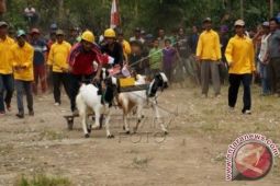 Lomba Pacu Kambing