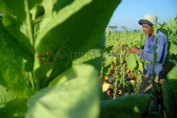 Harga Tembakau di Awal Panen