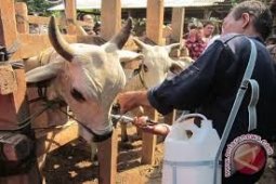 Disnak Lebak Optimistis Jadi Lumbung Kerbau Nasional