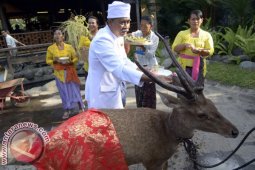 Bali Zoo Gelar Ritual "Tumpek Kandang"