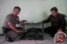 Perburuan liar ancam habitat Surili