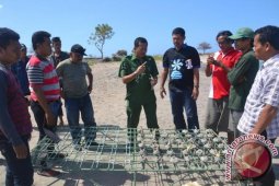 Pemuda Lombok Timur Transplantasi Terumbu Karang