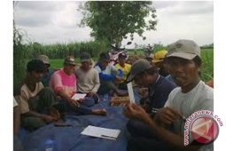 Nilai Tukar Petani Kalsel Turun