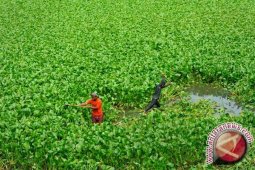 Kembangkan Eceng Gondok Jadi Gas