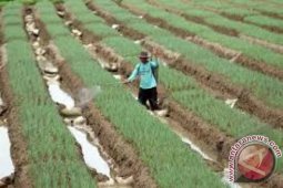 Bupati Aceh Selatan Ajak Masyarakat Galakkan Tanam Bawang