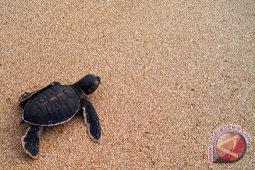 Warga Ponelo Berharap Pemerintah Siapkan Kawasan Konservasi Penyu