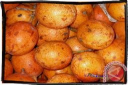 Markisa di Bener Meriah Terancam Punah