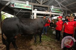 Pemkab Aceh Besar Undang Investor Peternakan