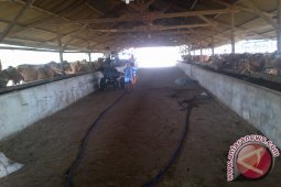 Kebutuhan Hewan Kurban Bangka Barat 1.000 Ekor