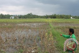 Program Kedelai 1.500 Ha di Bireuen Gagal
