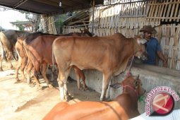 Omzet Pedagang Hewan Kurban Di Gorontalo Meningkat