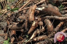 IPB datangkan tawon pemberantas hama singkong
