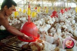Distanbunnak Babel Vaksinasi 7.000 Ekor Ayam