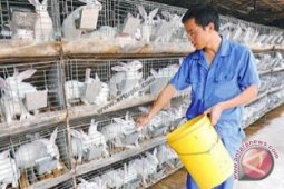 Samarinda Jajaki Pengembangan Ternak Kelinci