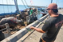 Permintaan Hewan Kurban Meningkat