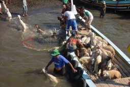 Buruh Angkut Ternak