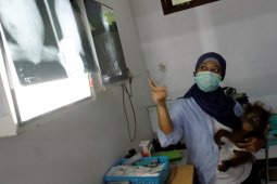 Kondisi Orangutan Memprihatinkan