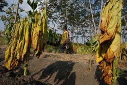 Harga Tembakau Anjlok