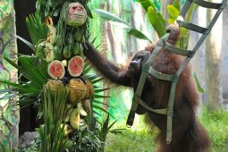 Pelestarian Orangutan Bali