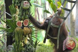 Pelestarian Orangutan