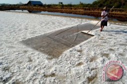 Produksi Garam Meningkat