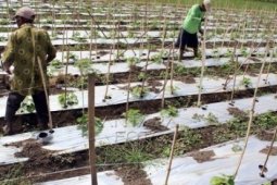 Produksi Perkebunan Rakyat Di Banten 83.491 Ton