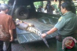 Warga Rumpin serahkan seekor buaya ke BKSDA