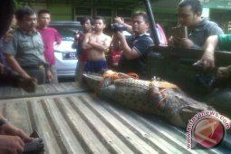 Buaya temuan warga Rumpin Bogor dinamai Santi