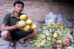 Dishutbun Banten Kembangkan Perkebunan Kakao