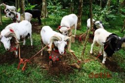 Banten Datangkan Domba Kurban Dari Garut