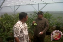 Dirjen Hortikultura tinjau kebun jambu Deli Hijau